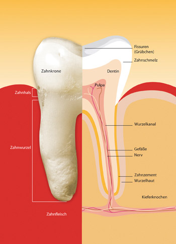 Illustration eines Zahnes – Zahnkrone: bestehend aus Zahnschmelz und Dentin – Zahnwurzel: Wurzelkanal und Nerven – Zahnfleisch und Kieferknochen